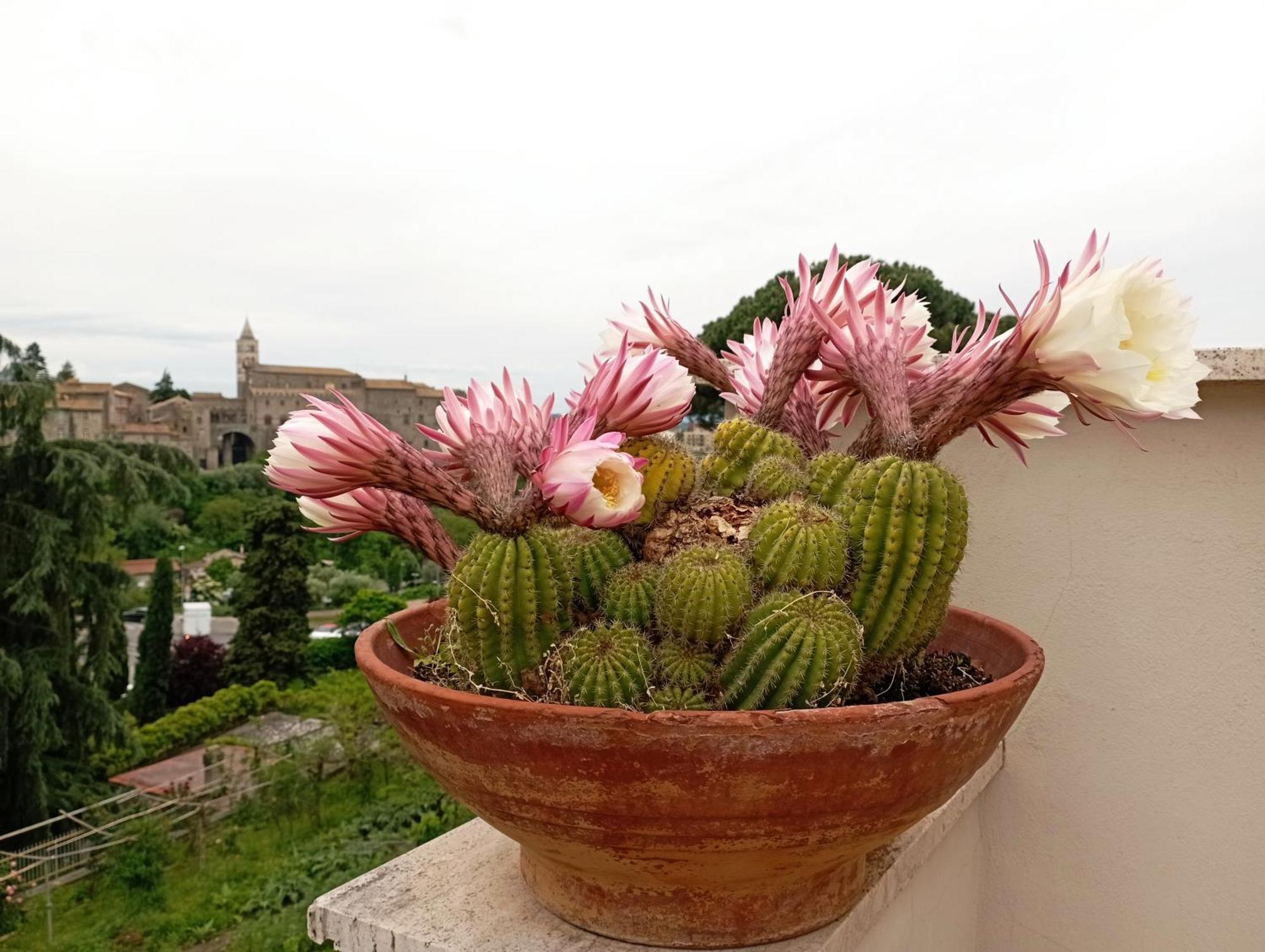 Le Petit Relais Bed & Breakfast Viterbo Exterior foto